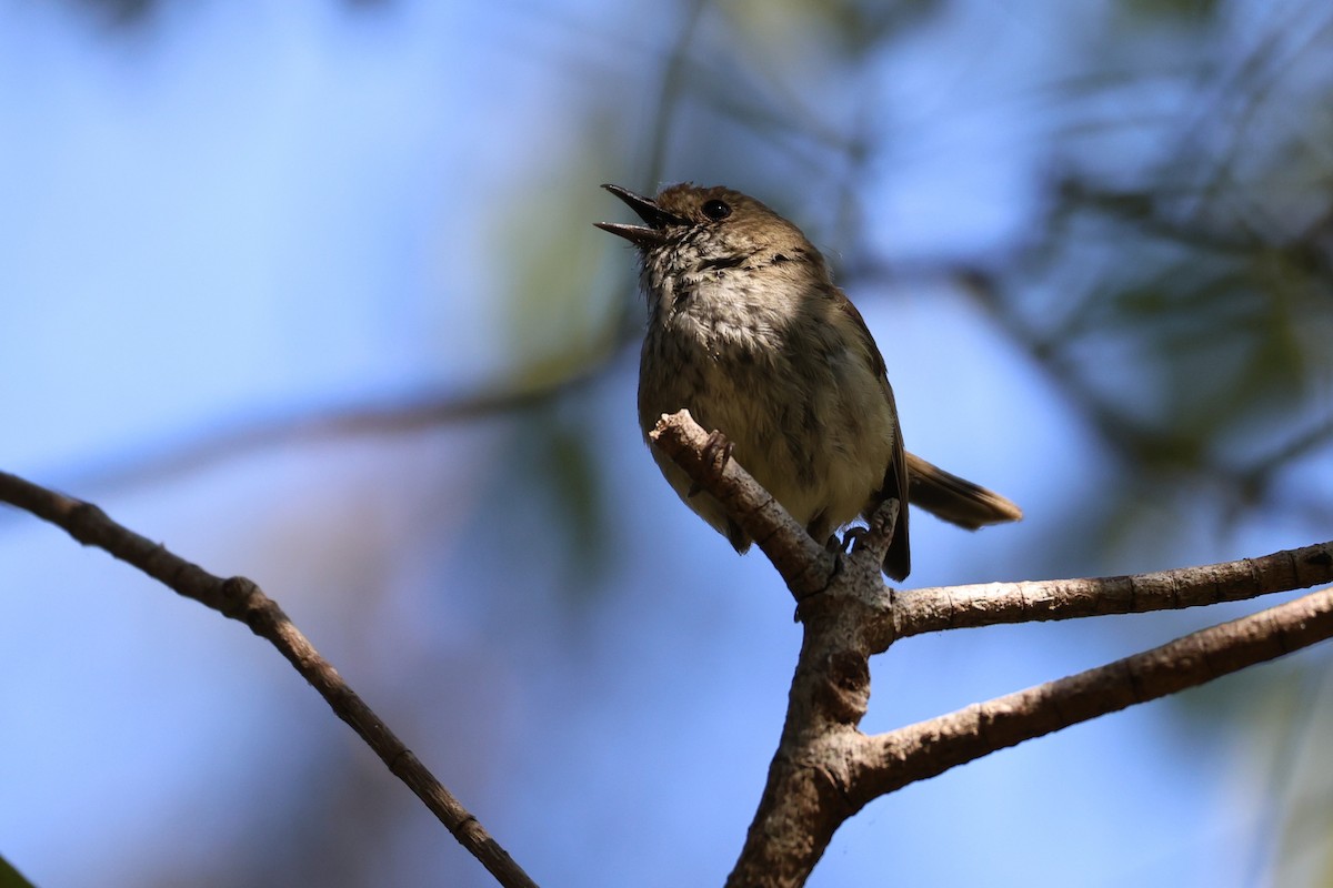 Brown Thornbill - ML646889424