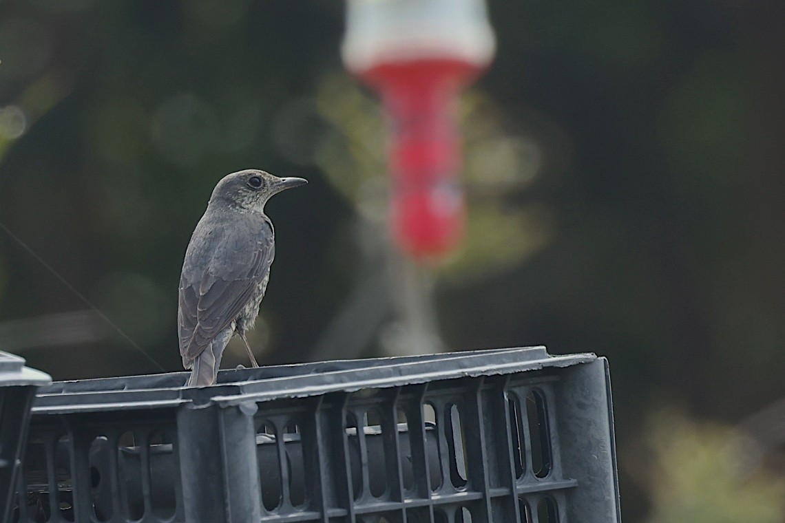 藍磯鶇 - ML646889427