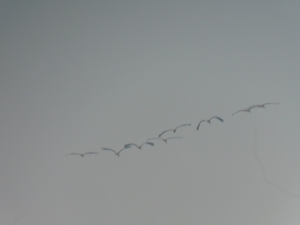 Painted Stork - ML646889429