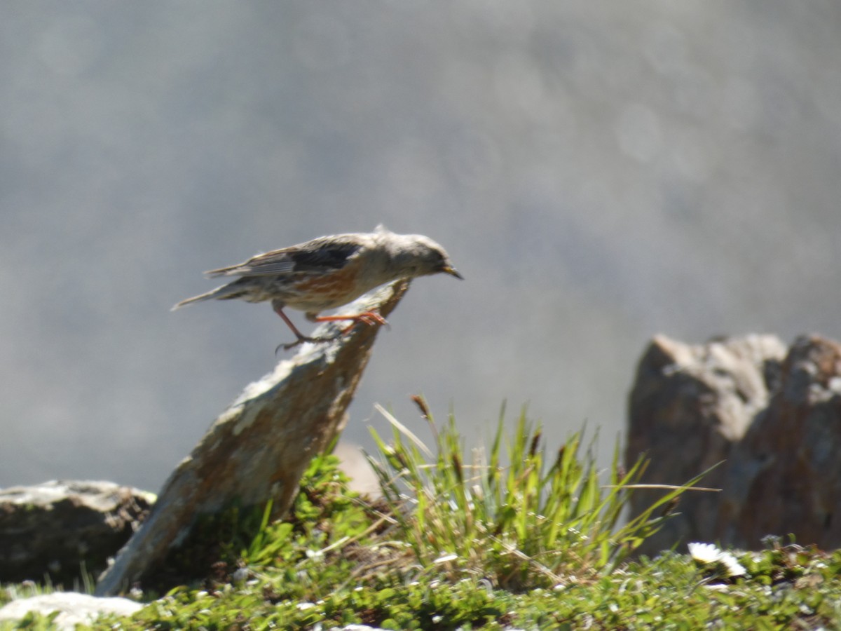 pěvuška podhorní - ML646889430