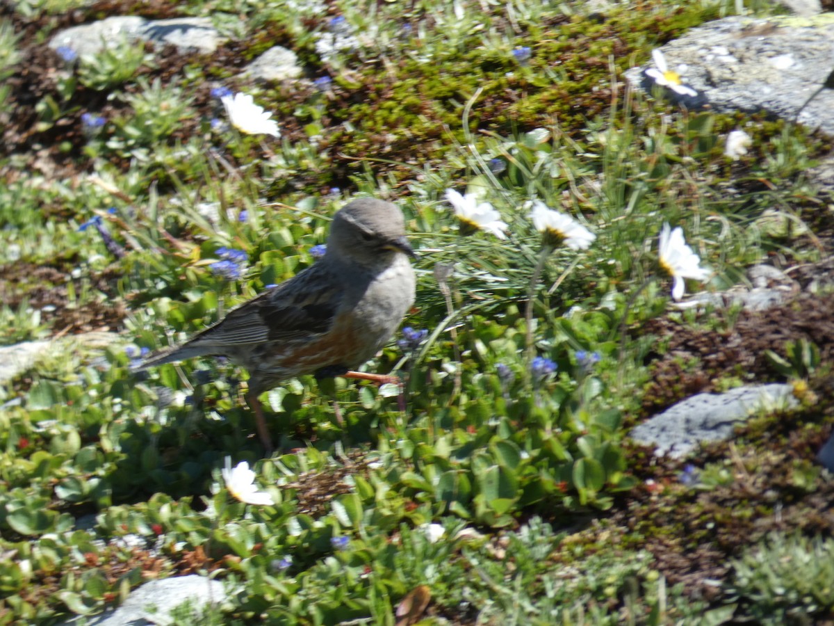 Büyük Dağbülbülü - ML646889431