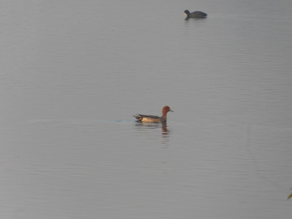 Fischione - ML646889435