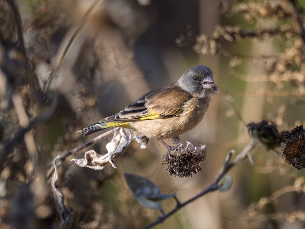 zvonek čínský - ML646889437