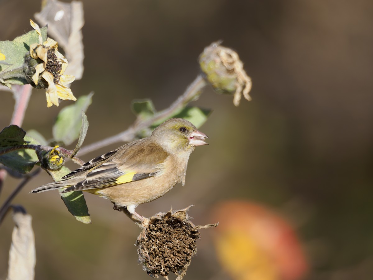 zvonek čínský - ML646889438