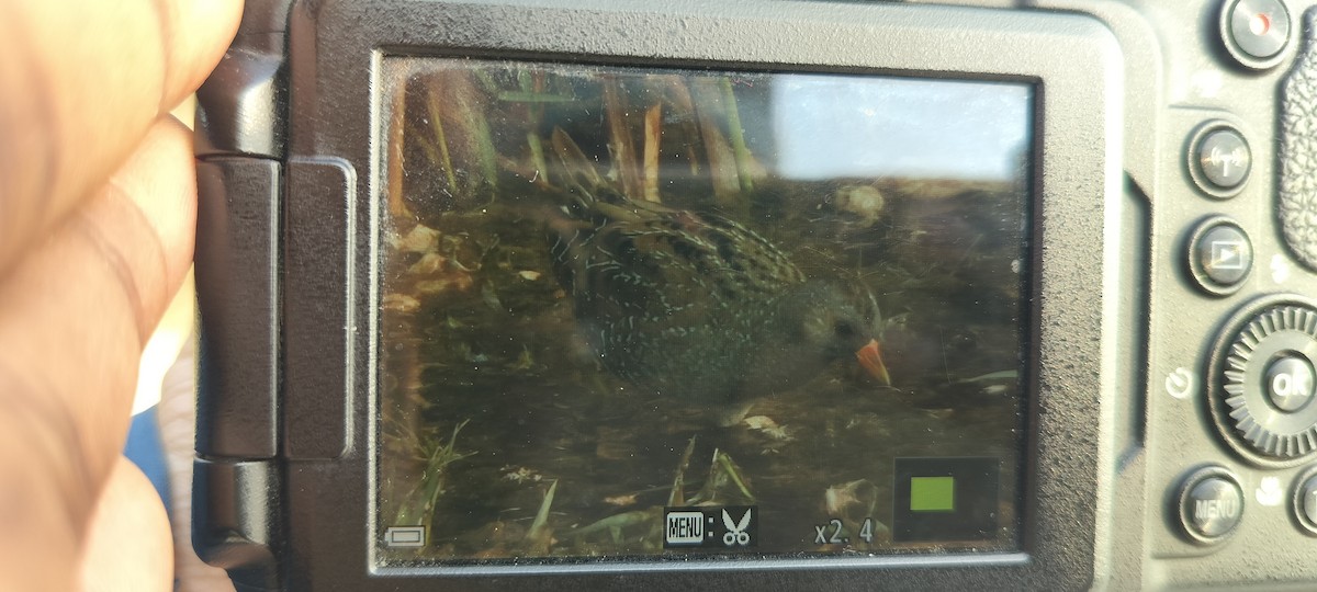 Marouette ponctuée - ML646889440