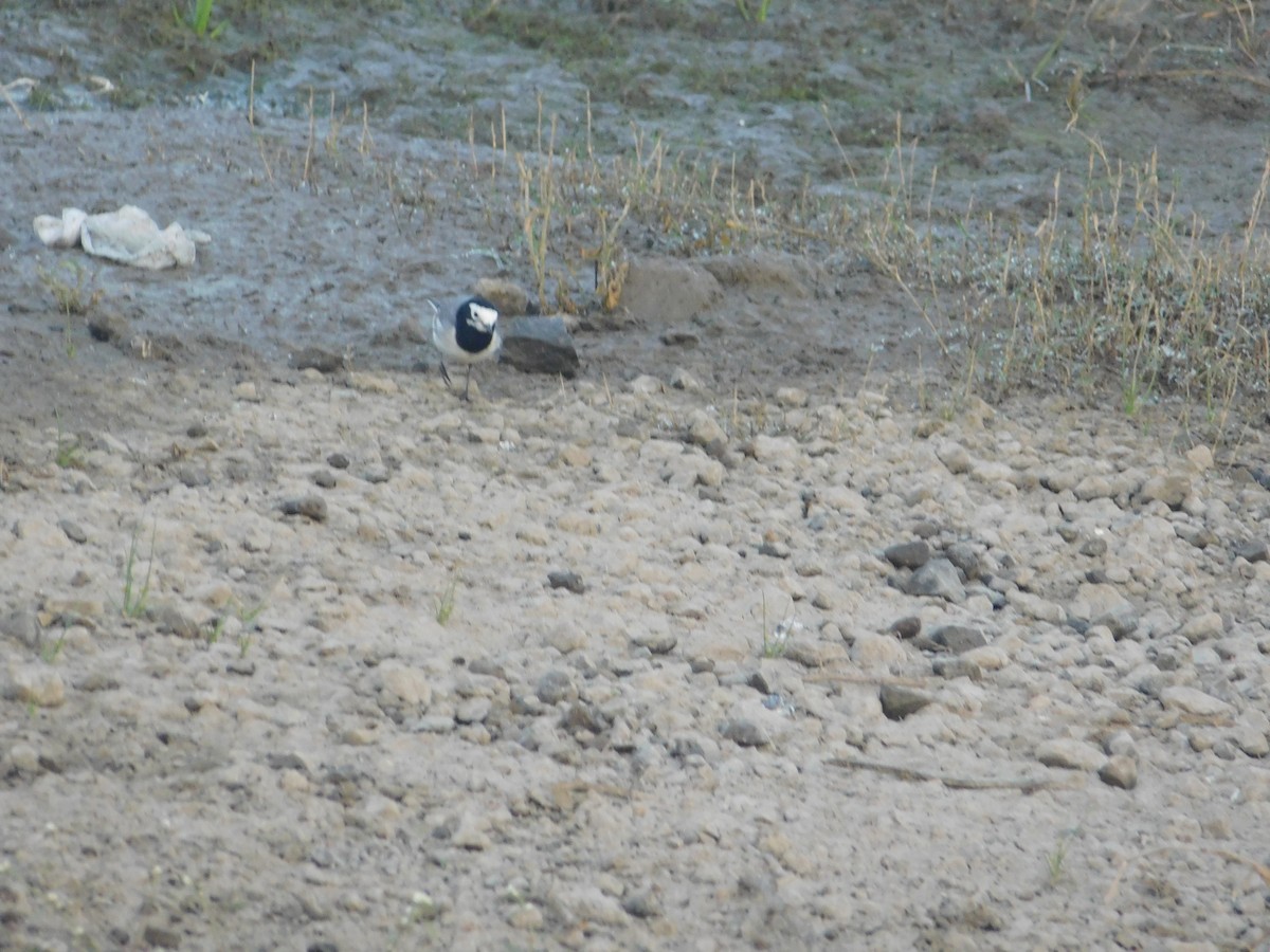 Ak Kuyruksallayan - ML646889441