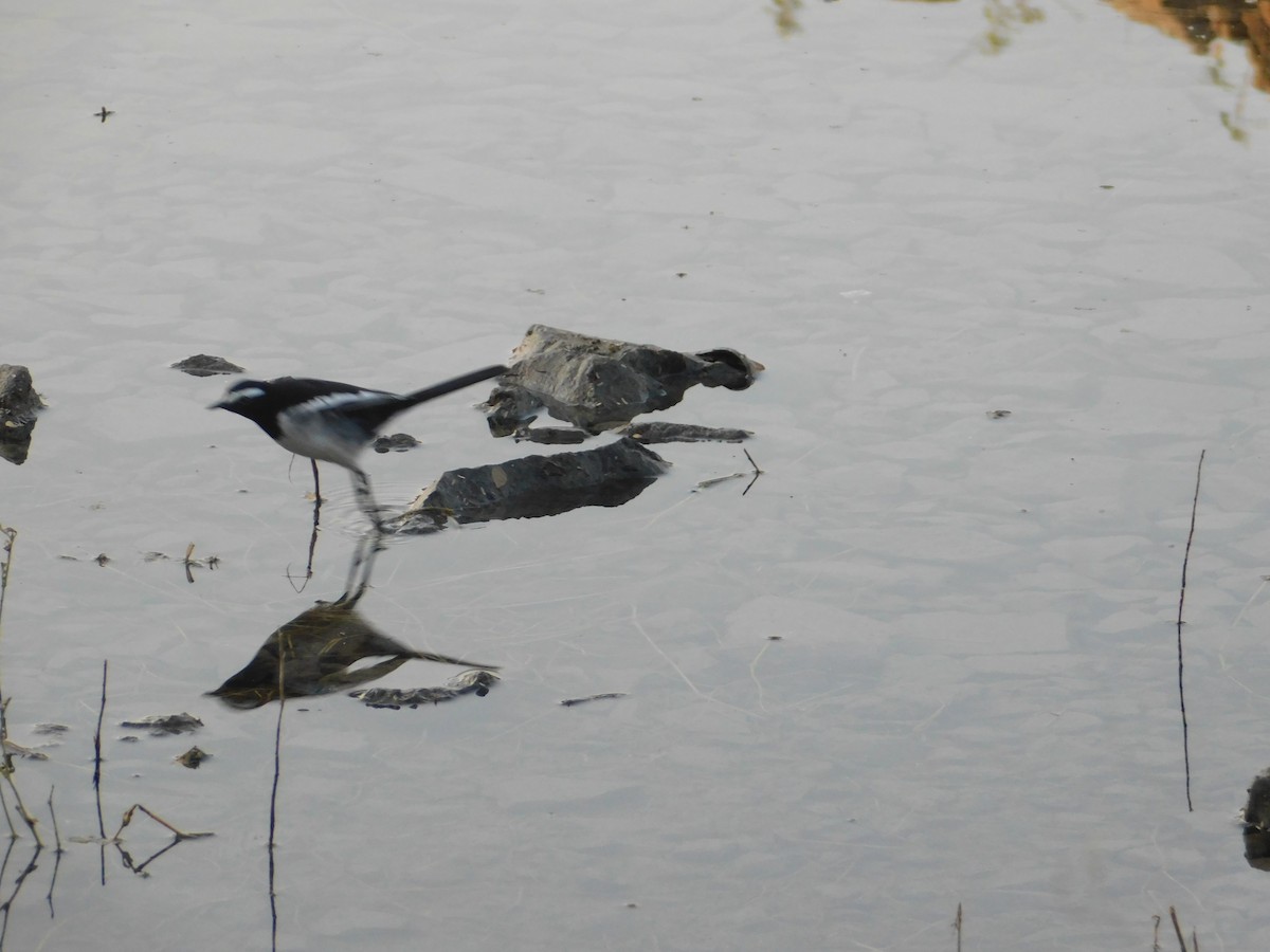 Ak Kaşlı Kuyruksallayan - ML646889442