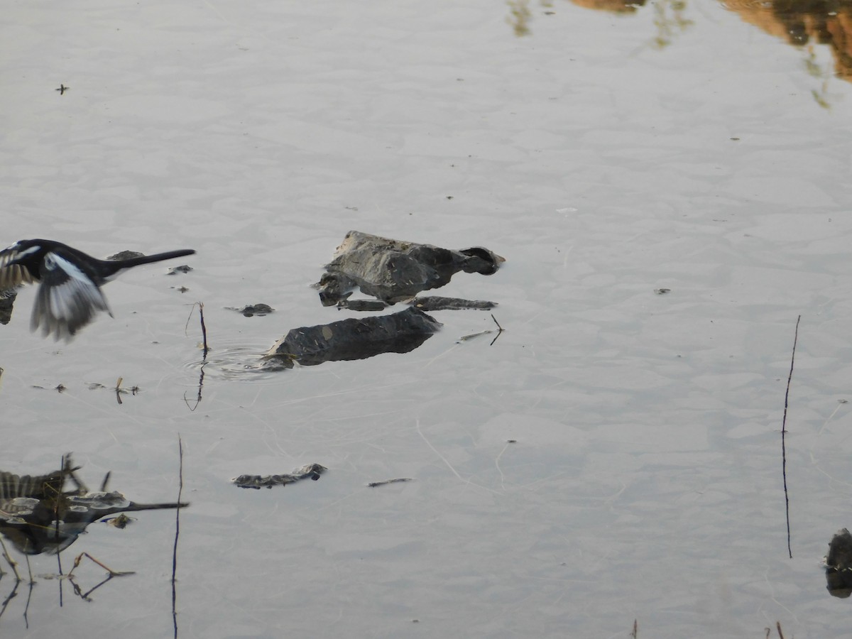 Ak Kaşlı Kuyruksallayan - ML646889443