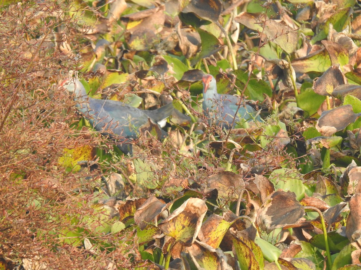 Gri Başlı Sazhorozu - ML646889445