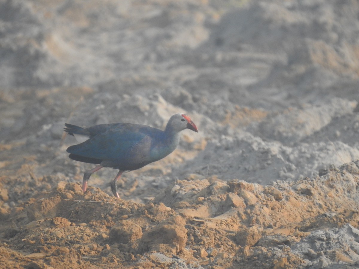 Gri Başlı Sazhorozu - ML646889446