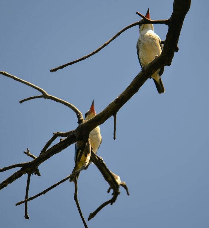 Çizgili Yalıçapkını - ML646889448