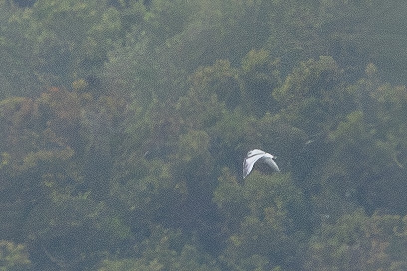 Küçük Martı - ML646889449