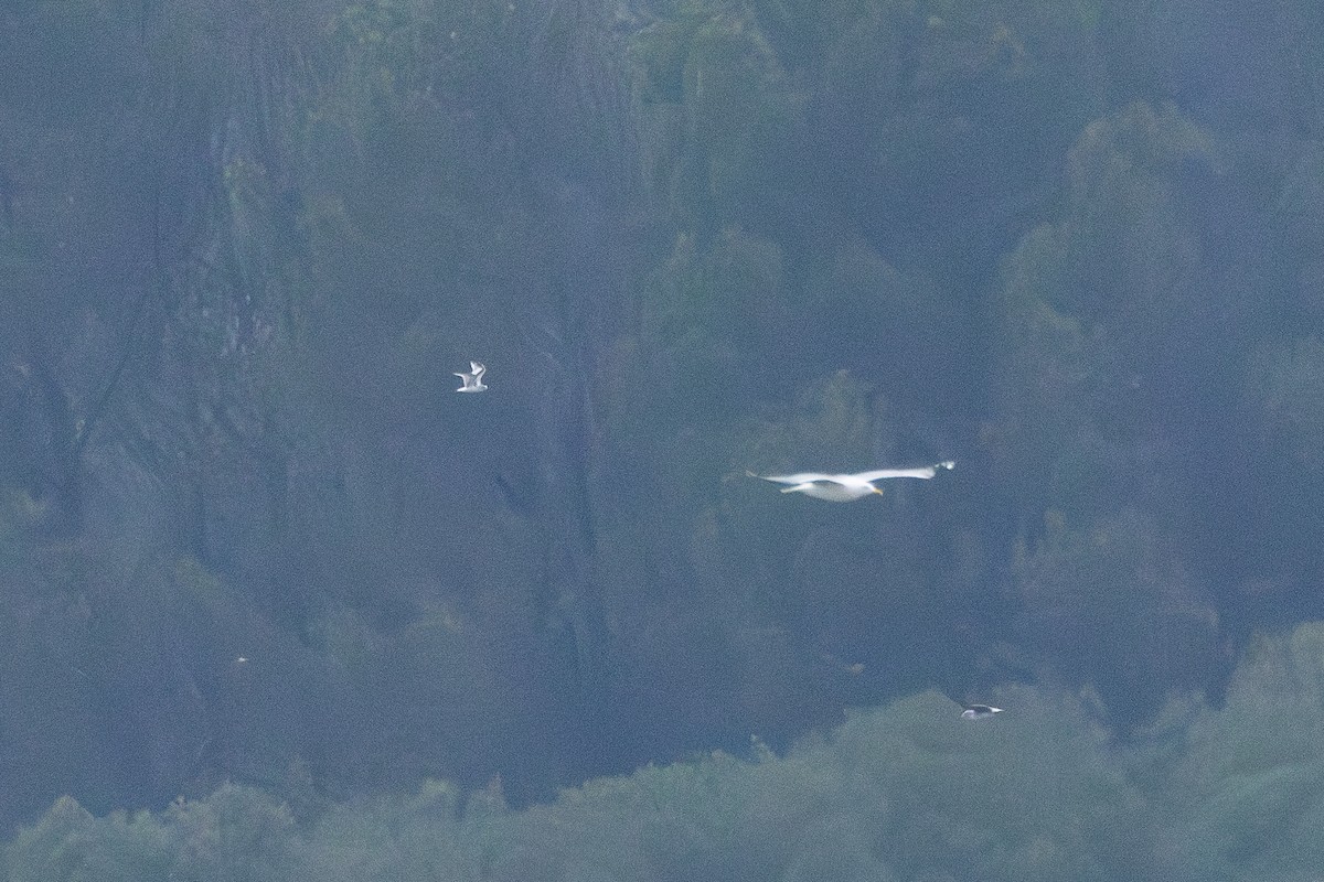 Küçük Martı - ML646889450