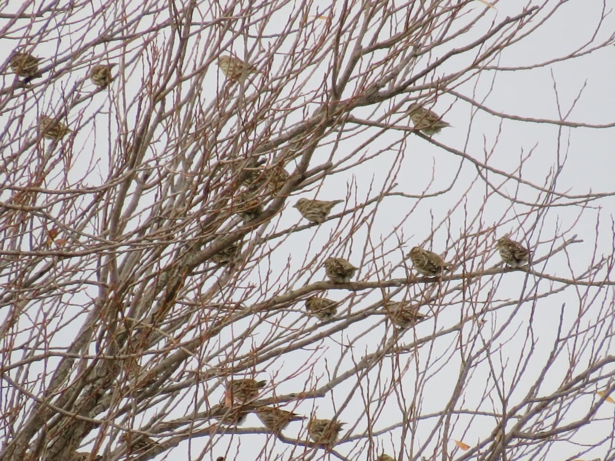 Kaya Serçesi - ML646889451