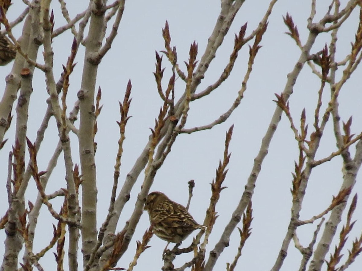 Kaya Serçesi - ML646889452