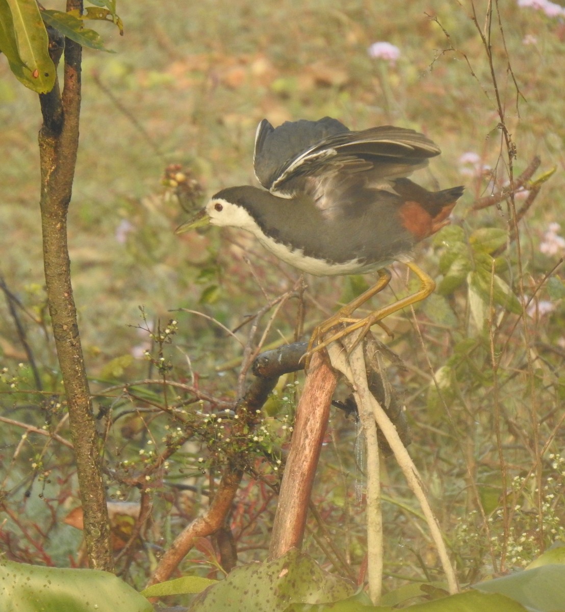 Ak Göğüslü Suyelvesi - ML646889454