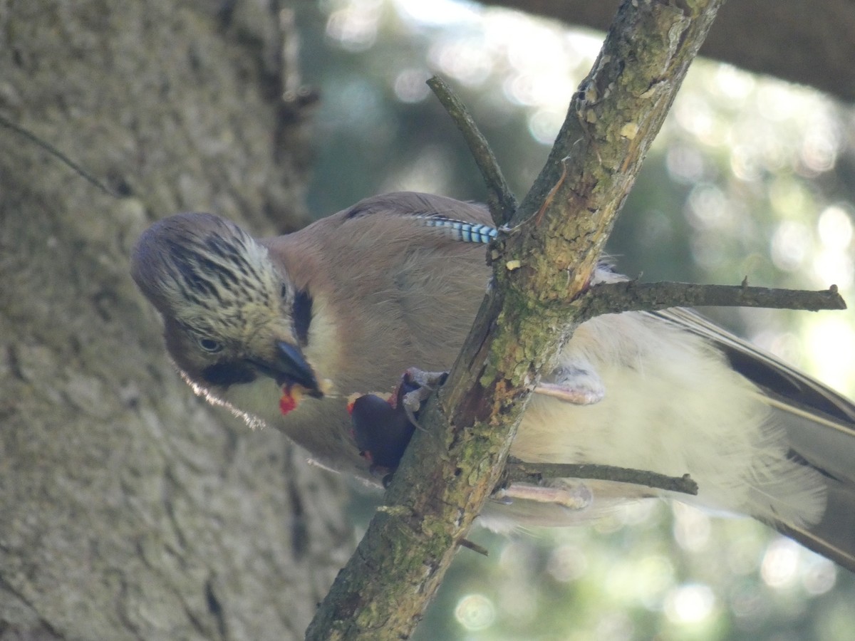 Alakarga - ML646889455