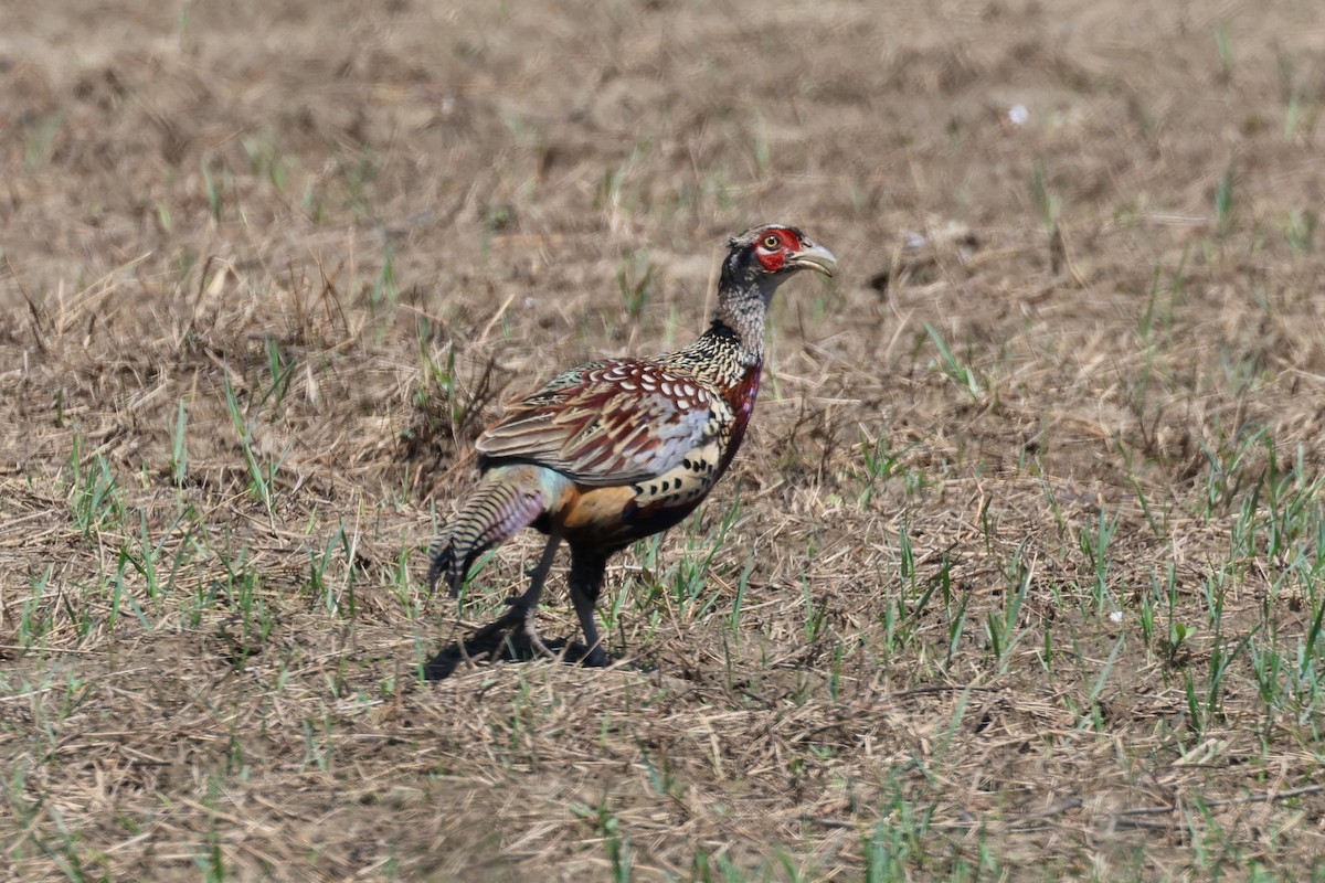 Sülün - ML646889456