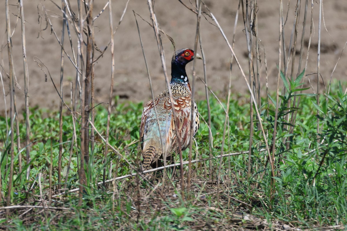 Sülün - ML646889457