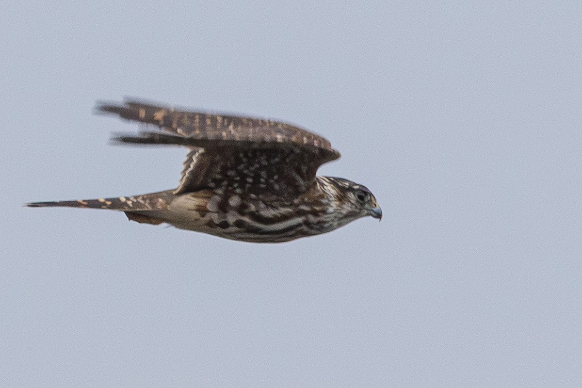 Boz Doğan - ML646889458