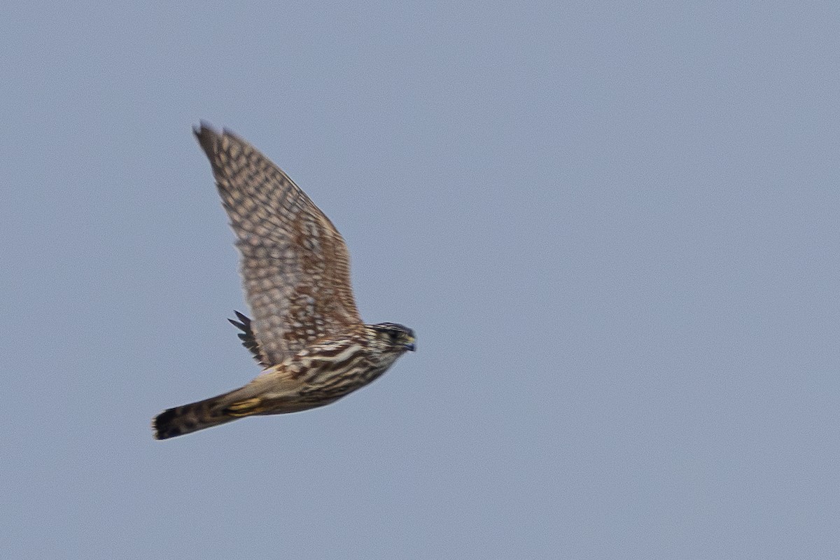 Boz Doğan - ML646889459