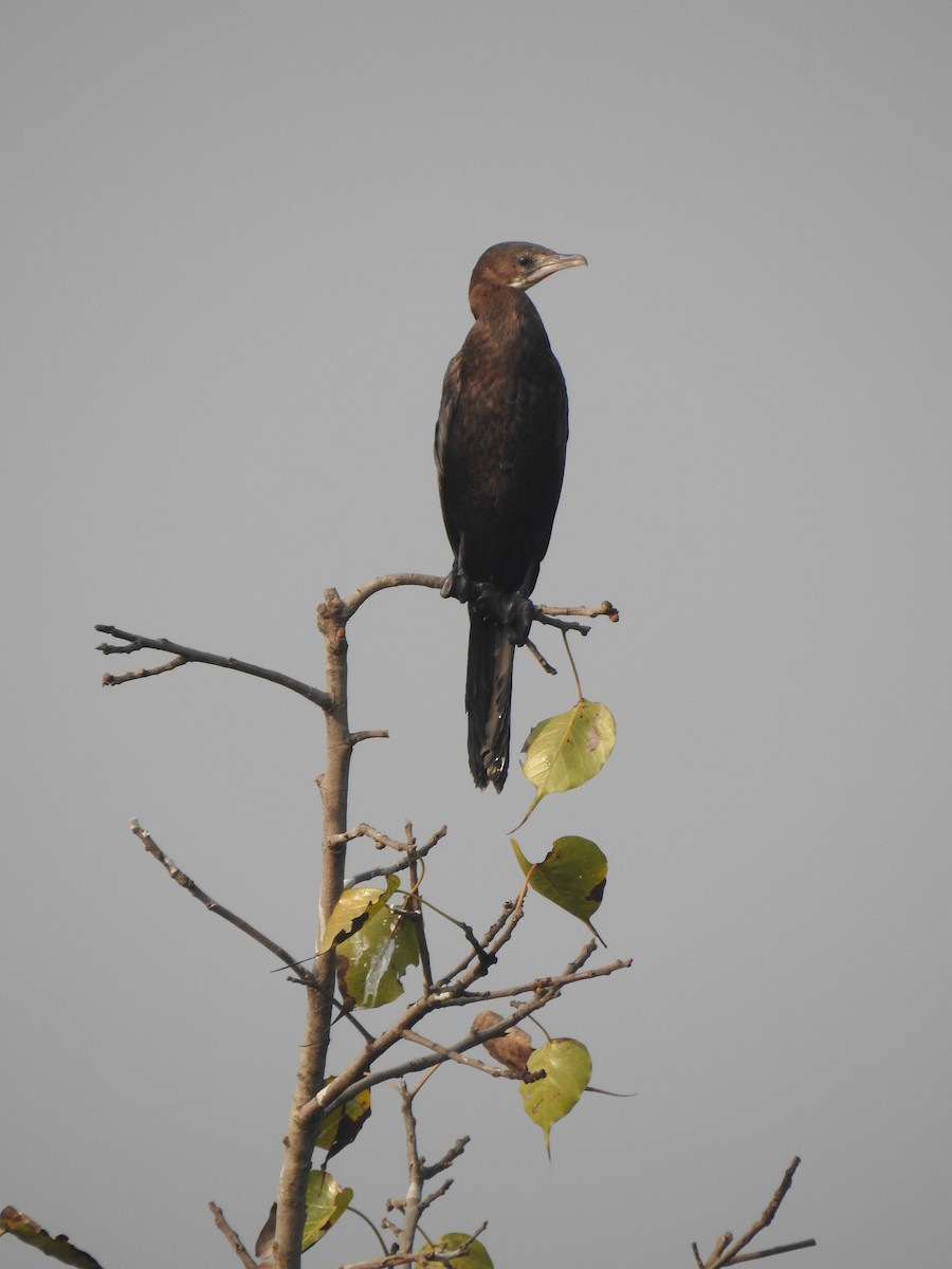 Kara Küçük Karabatak - ML646889461