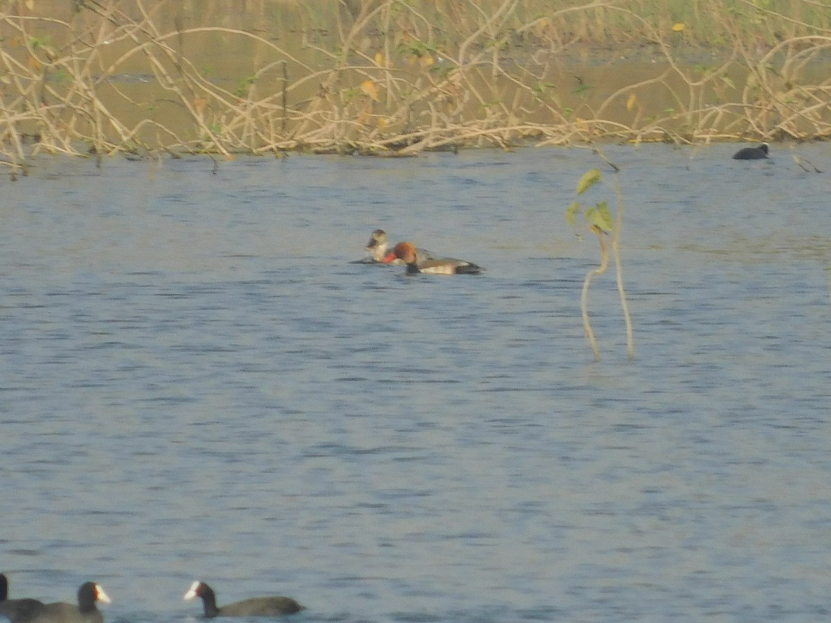 Fistione turco - ML646889462