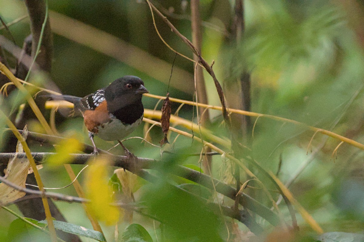 Benekli Tovi [maculatus grubu] - ML646889463