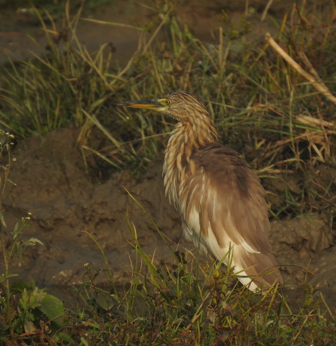 Hint Alaca Balıkçılı - ML646889466