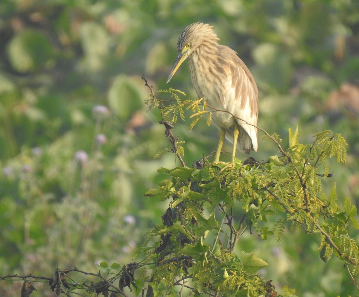 Hint Alaca Balıkçılı - ML646889467