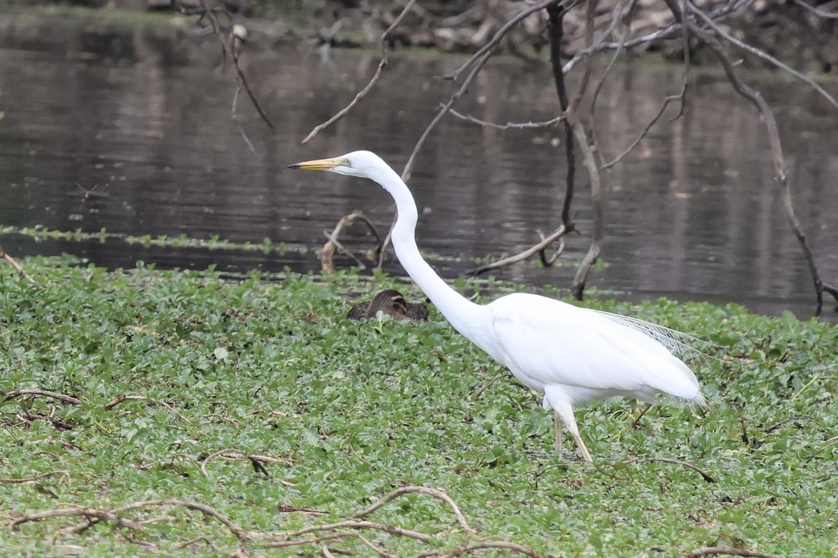 Büyük Ak Balıkçıl - ML646889473