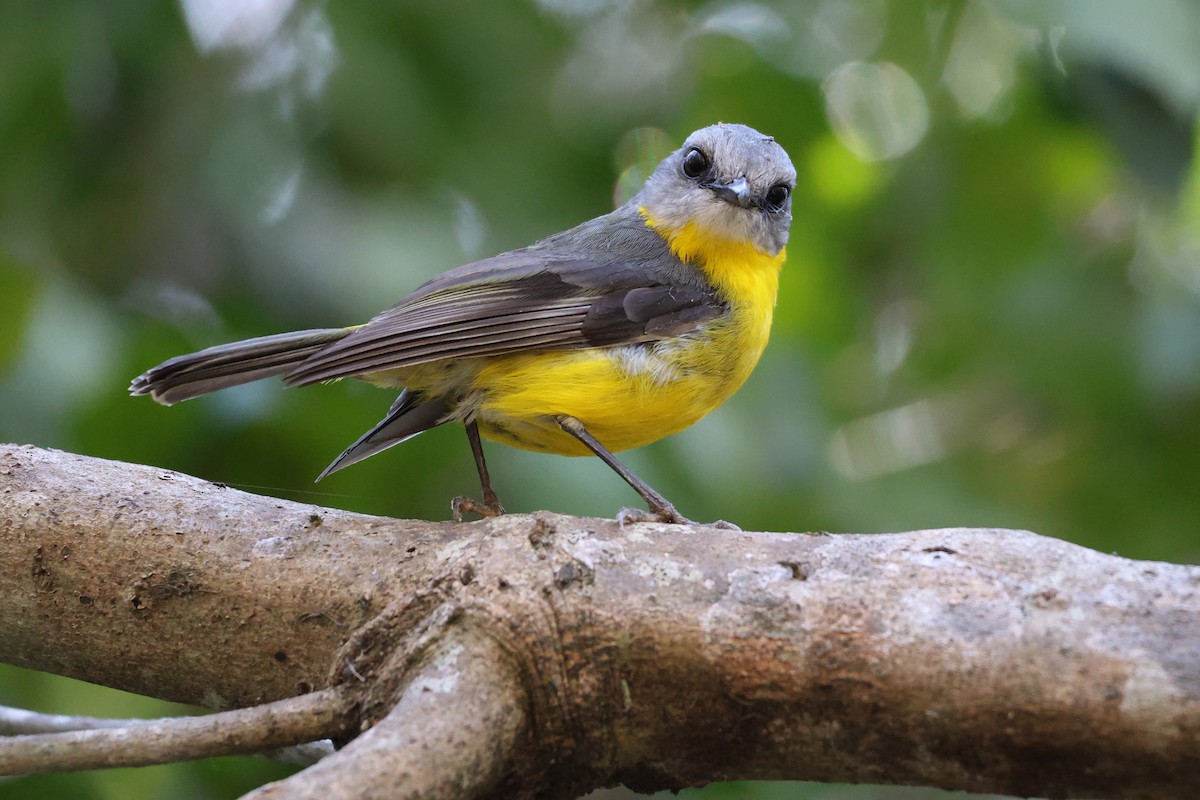 Eastern Yellow Robin - ML646889474