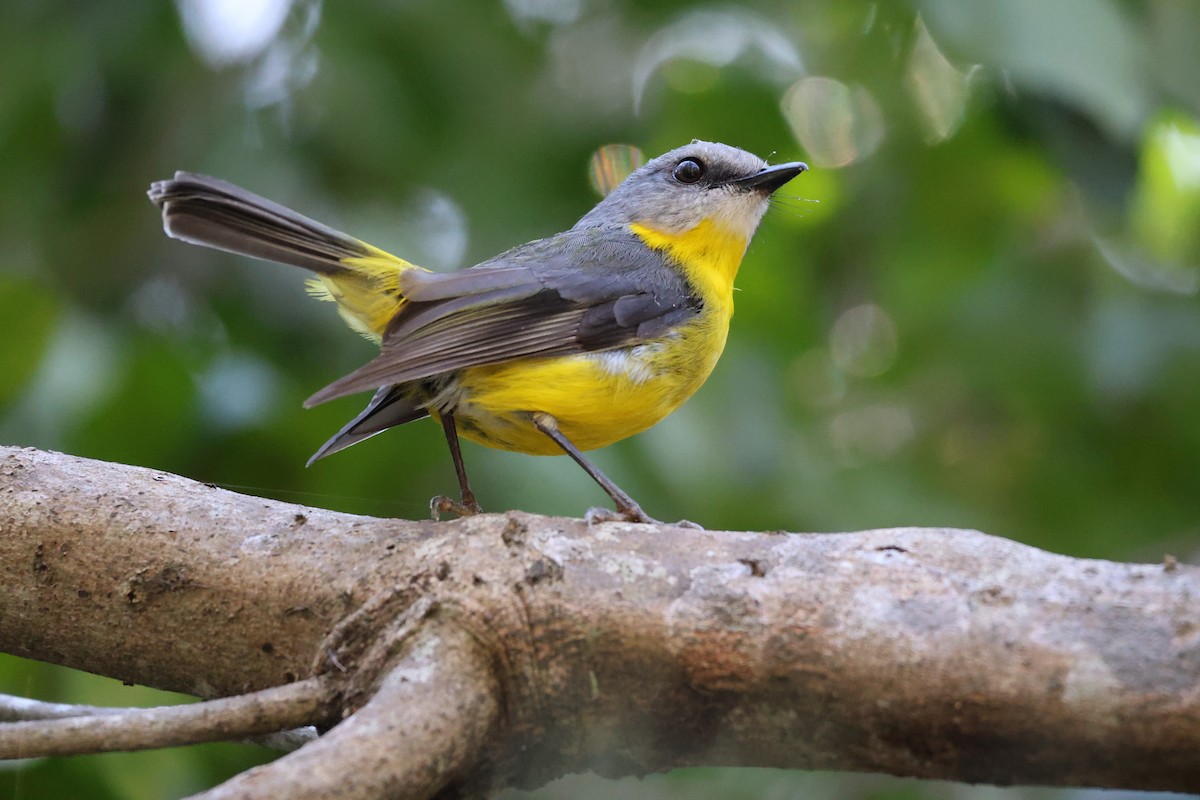 Eastern Yellow Robin - ML646889475