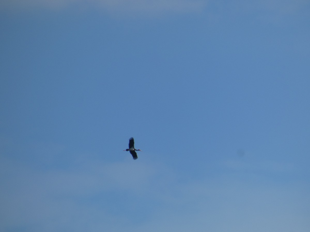 Kara Leylek - ML646889476