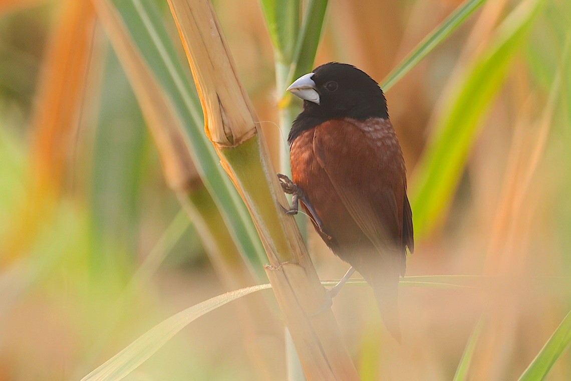 Kestane Rengi Munya - ML646889477