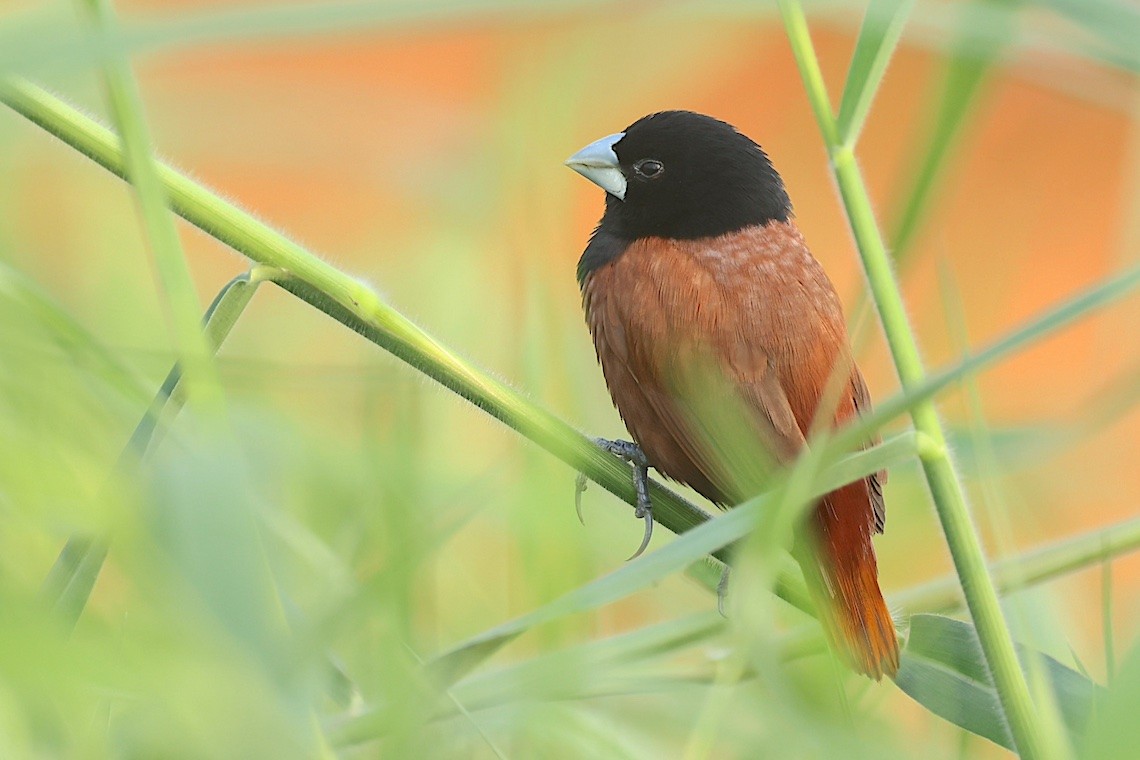 Kestane Rengi Munya - ML646889478