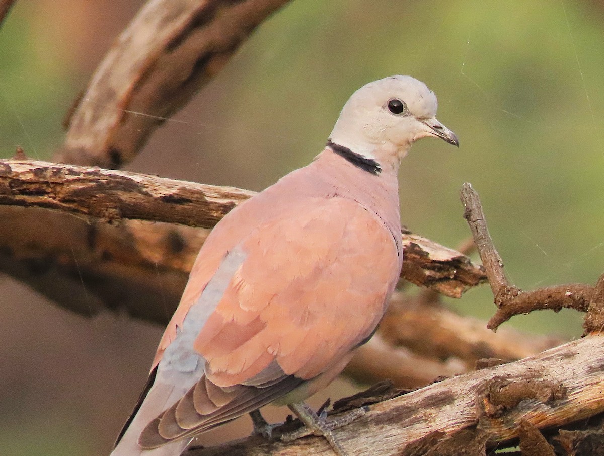 Kızıl Kumru - ML646889479