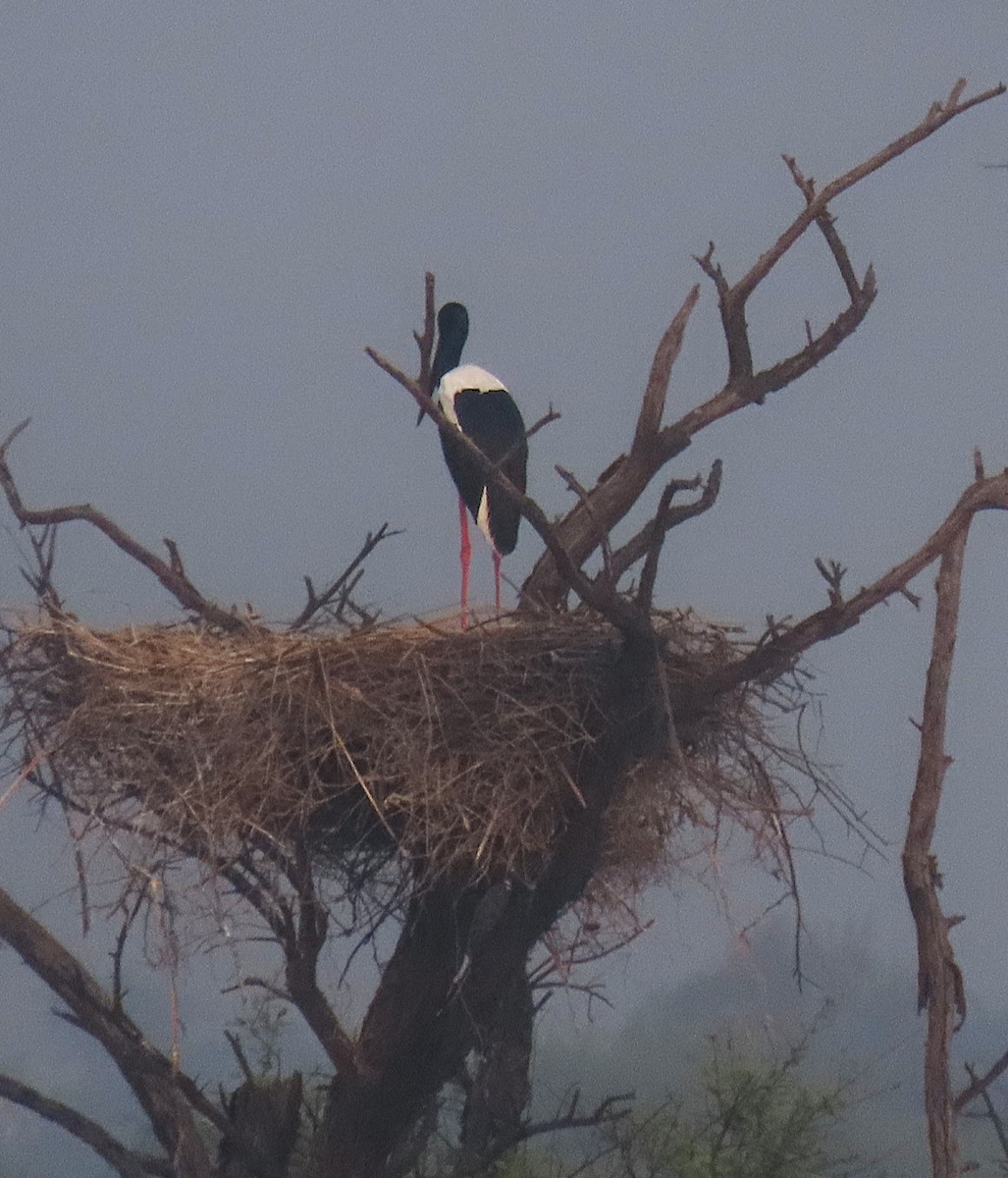 Black-necked Stork - ML646889481