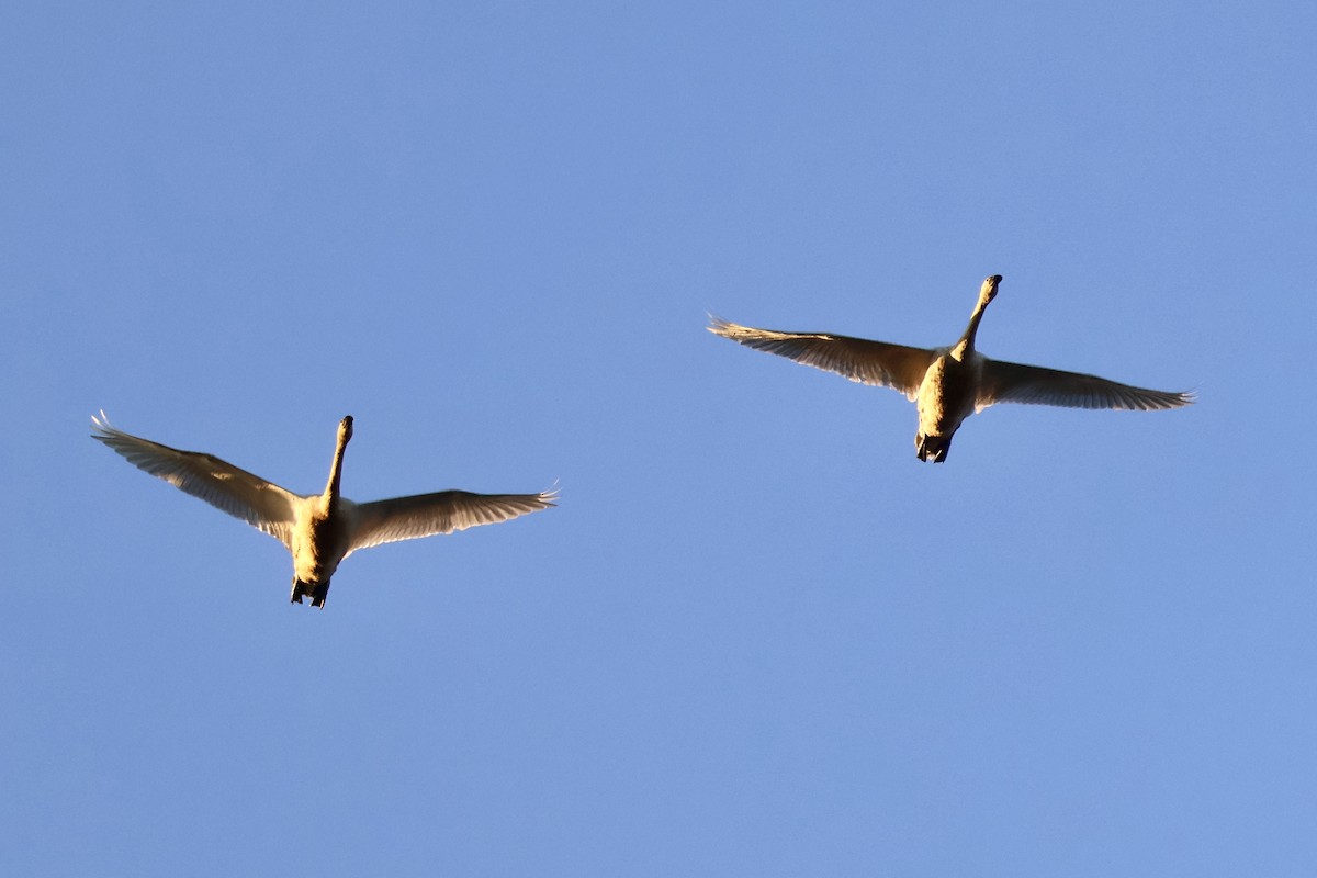 Tundra Swan - ML646889482
