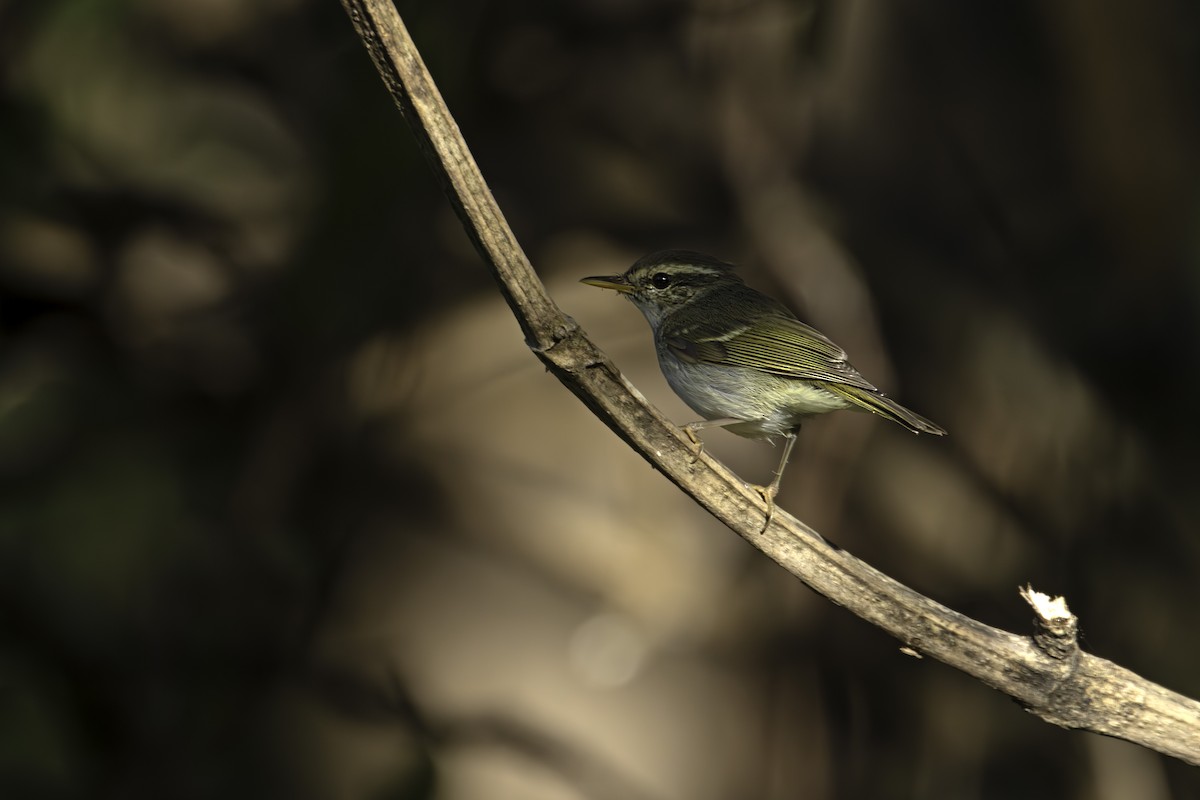 Two-barred Warbler - ML646889485