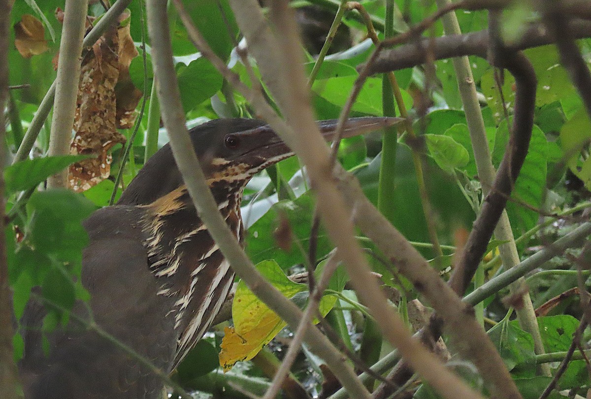 Black Bittern - ML646889486