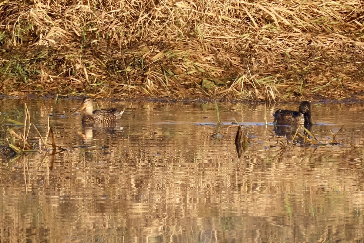 Northern Shoveler - ML646889487