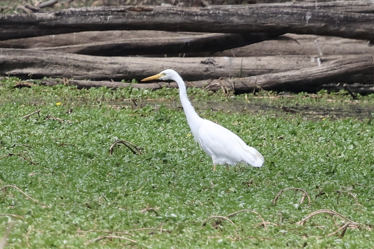 Pazifikmittelreiher - ML646889494