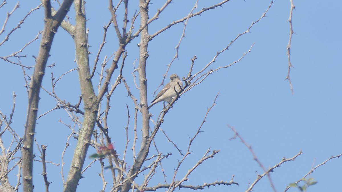 Yellow-throated Sparrow - ML646889497