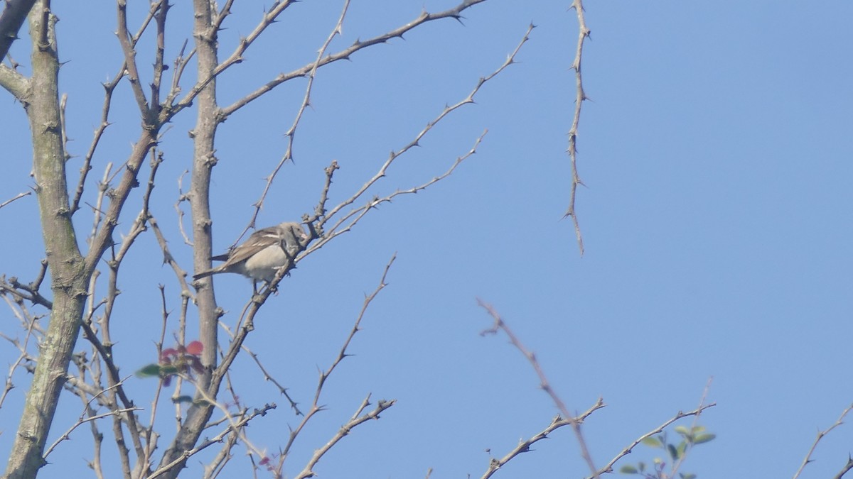 Yellow-throated Sparrow - ML646889498