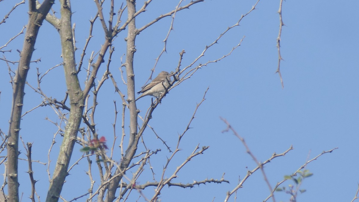 Yellow-throated Sparrow - ML646889499