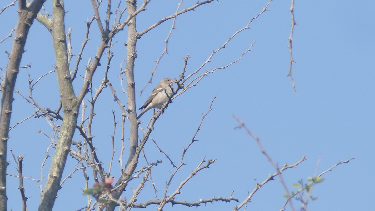 Yellow-throated Sparrow - ML646889500