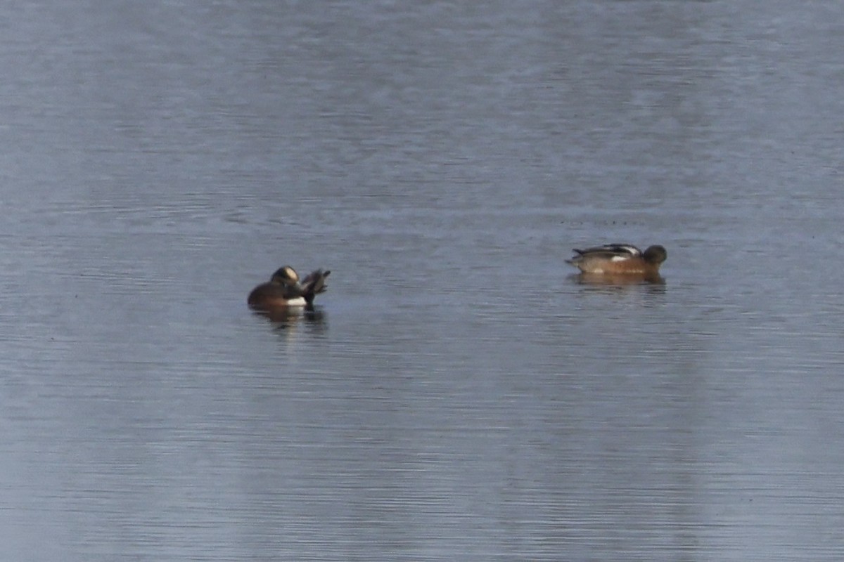 American Wigeon - ML646889502