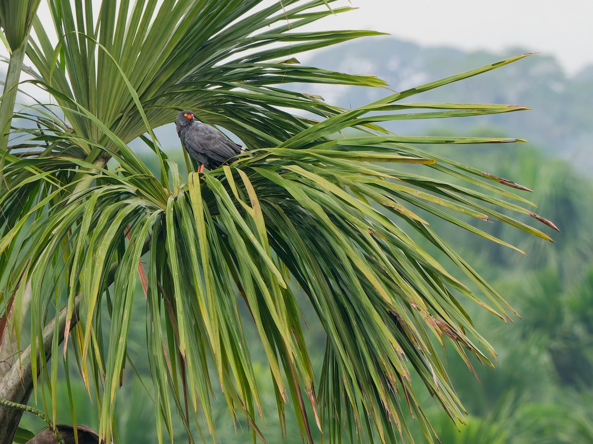 Канюк сивий - ML646889503