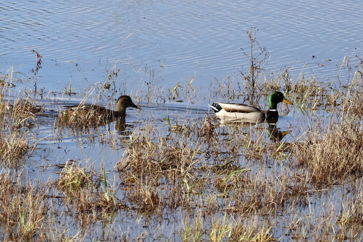 Mallard - ML646889508